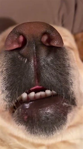 Dog Sleep Adorably Unconscious 😴🐶💤