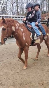 81K views · 1.9K reactions | "SPEEDY" Wants a home for Christmas. He's a good boy! He doesn't want a big job just lots of love and some light riding. Be sure to listen to the description. More video in the comments. Call Victoria 740-594-4336 for additional information. | Last Chance Corral | Facebook