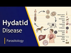 Life Cycle of Echinococcus granulosus (Hydatid Disease) | Easy Explanation | Biology Goal