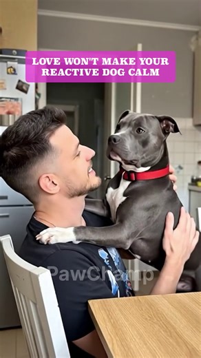 🐶 Unlock Your Dog’s Natural Calm with the Vagus Nerve Reset Challenge! 🐶 Simple, science-backed exercises designed to ease reactivity, reduce anxiety, and build stress resilience in just 10 minutes a day 🐶 No force, no complicated training—just fun, relaxing techniques to help your pup feel calmer and more confident 👇 Click below to start the journey toward a more balanced and stress-free life for your dog! | Dog's Vagus Nerve Reset Challenge