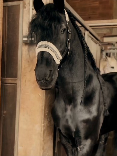 Black & White Horse Beauty: Equestrian Obsession