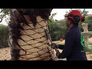 pruning of palm/poda de palmeras +34 643502212 www.todojardin.art