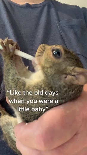 Bottle fed Squirrel #tiktokpet #squirrel #bobby #bobbysquirrel