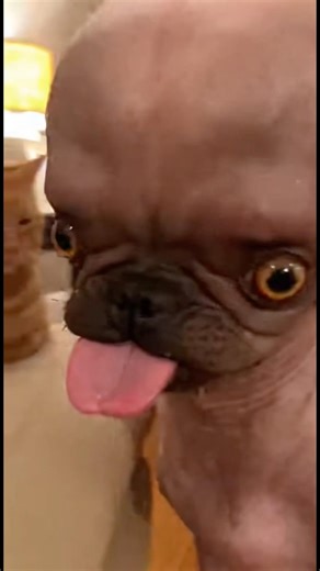 Perfect cat slap catches ugly dog completely off guard #catjustice #shorts