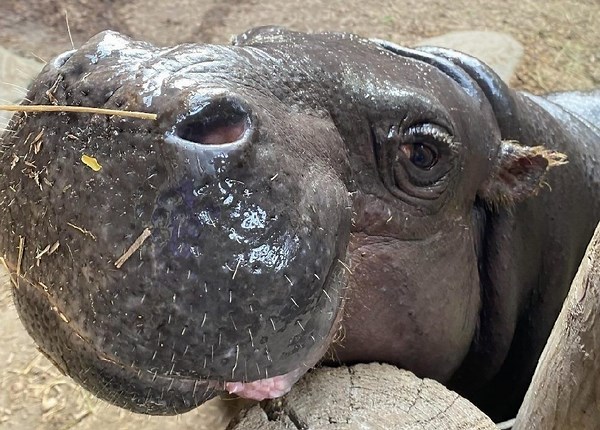 Toronto Zoo's pygmy hippo pregnant, expecting to welcome calf in July