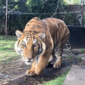 194K views · 12K reactions | Nicole was wearing her invisibility cloak so nobody could see her stalking. She's soooo pretty... #LasComadresBJWT #TeamLH #SaveJaguars #SaveTigers #BlackJaguarWhiteTiger @lewishamilton | The Black Jaguar-White Tiger Foundation | Facebook