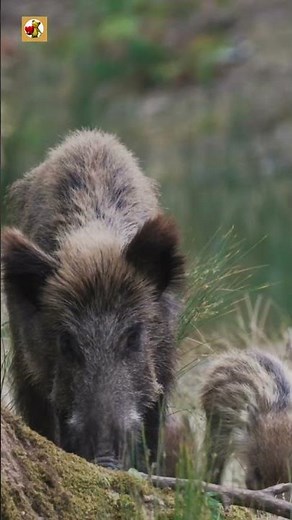 Wild Boar Sounds (Wild Boars Foraging In A Forest During A Sunny Day)