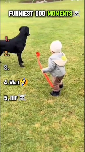Funniest Dog moments pt-3#dogvideos#dogshorts#viralshorts#shorts