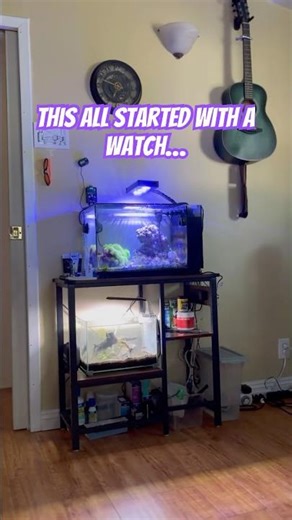 Would you believe this started with a watch? #aquarium