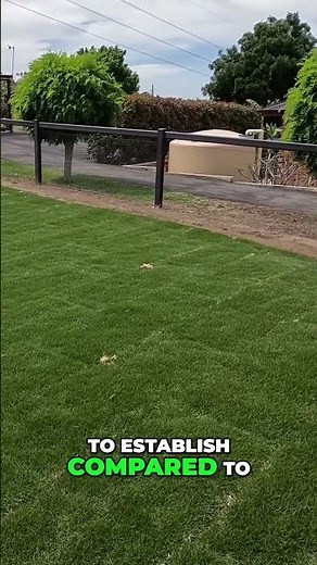 Fast Turf Growth: Sir Grange / Zeon Zoysia 9 Days In! Amazing Results