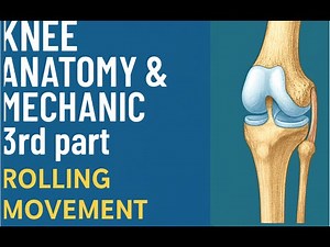 knee Anatomy & Mechanic part 3 : Rolling Movement