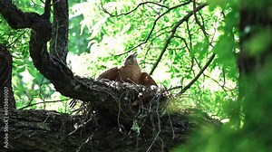 A red-shouldered hawk is nesting on the top branches of a tree, patiently waiting for its babies.