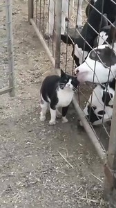 250K views · 2.3K reactions | “Any pat‘s a good pat when you're a farm cat”   Sooty the cat gets a good clean thanks to some curious calves on this family dairy farm in South Gippsland. : Derryvale Dairy | ABC Landline | Facebook