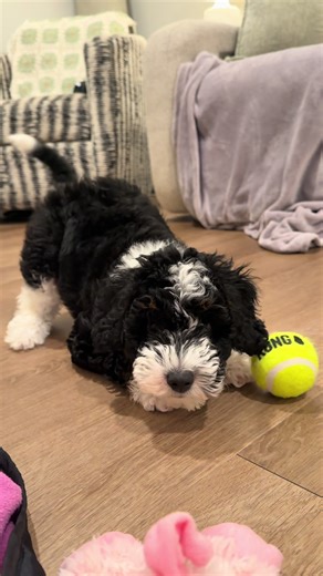 Meet Mae, the Adorable Mini Bernedoodle Puppy!