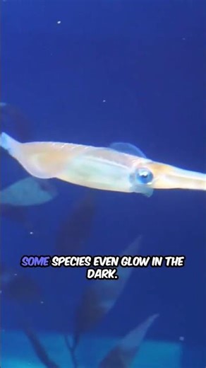 Squid – Masters of the Deep