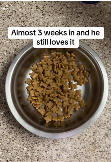 Day 19 of Oliver’s feed routine 🐶 Probiotic chew advanced dental powder still finishing the bowl every time. Healthy habits for happy pups 🤍 Both linked in my TikTok Shop 🛒 #dogroutine #dogsoftiktok #petwellness #tiktokshopfinds #dogmomlife