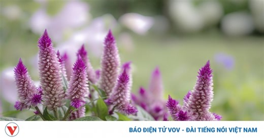 Cỏ dại biến thành thú chơi tao nhã của người Hà Nội