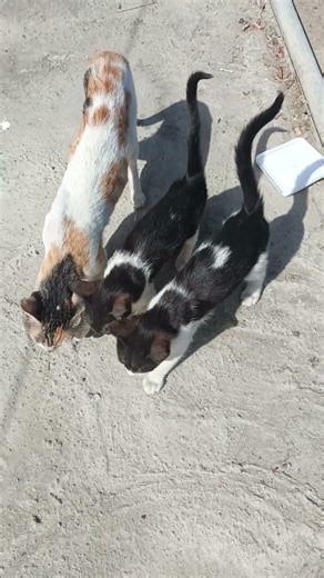 Angry Cat Sound‎ Cat Noises 🐱 #cat #kitten