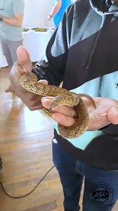 Can you identify this African Snake? Answer will be given in the comments later today. #snakes #snakeawareness #snakeeducation #snakeidentification #reelschallenge #africansnakebiteinstitute | African Snakebite Institute