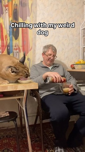 Big Floppa / Большой Шлёпа on Instagram: "Classic video of Gosha that our friend called “One of the hardest”. Not sure why, this video was pretty easy to make :) Классический отдых с Гошей."