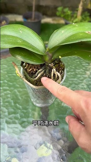 What to Do After Your Orchid Blooms: Ultimate Care Guide