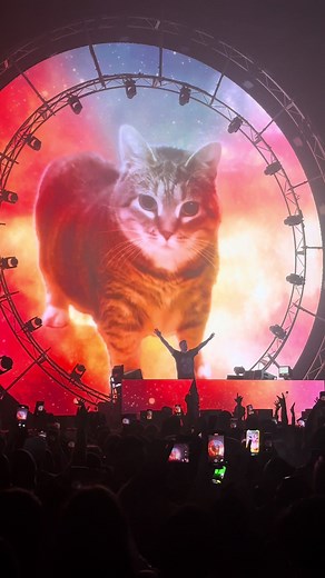Cat Joins the Rave: Ethel in Electronic Music