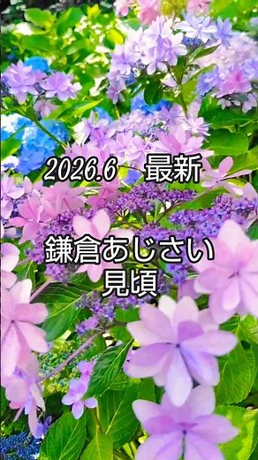【2026.6月最新/鎌倉・長谷寺】見頃のあじさい絶景と、カレーと海に癒やされる2026KAMAKURA/Hydrangea