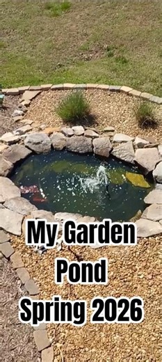 My Garden Pond in Spring 2026