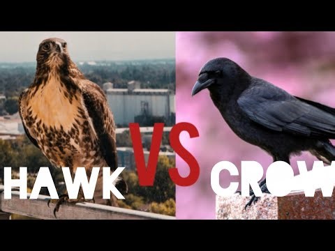 HAWK VS. CROW: Which Is Smarter? 