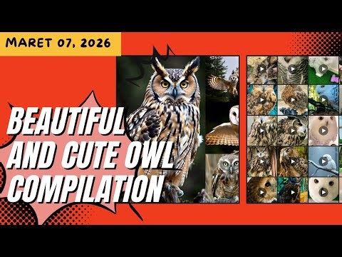 Beautiful and cute owl Compilation, Maret 7, 2026