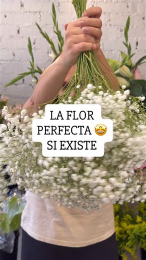¿Sabías que la paniculata es la flor comodín de la floristería? 🤍 Se adapta a cualquier estilo, combina con casi todo si sabes cómo hacerlo y también luce increíble sola ✨ Si amas las flores tanto como yo… 🌿 Sígueme para descubrir más secretos florales 💬 Comenta con qué flor la combinarías 📲 Comparte este reel con otra amante de las flores | Espliego Floristería