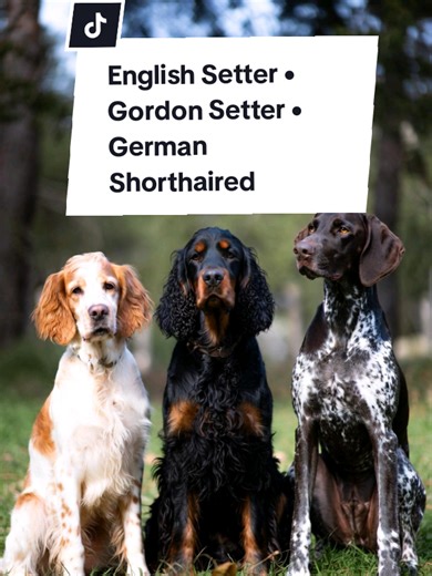 Speed. Style. Precision 🐕🔥 English Setter • Gordon Setter • German Shorthaired Pointer Built to hunt. Born to run. #HuntingDogs #SportingDogs #Doglovers #WorkingDogs #ForYou