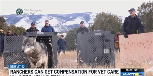 Wolf Compensation: Ranchers can now be reimbursed for livestock treated after wolf attack