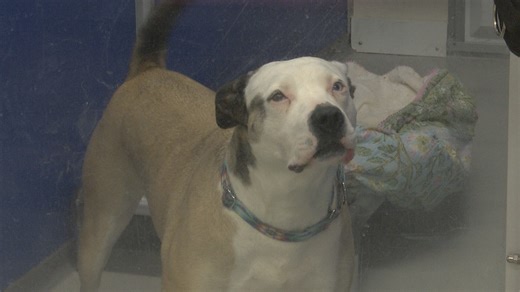 Shelter offers lower-cost pet adoptions for seniors through national program