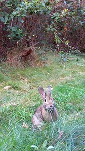 Little bunny in the grass 🐇🌱 snacking and self-care ☺️ #nature #wildlife #animals #forest #trailcam #fblifestyle #bunny #rabbit | Once Upon a Forest