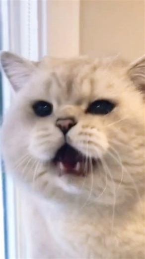 Why Cats Meow at Night #Cats #CatFacts #FunnyCats