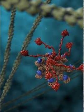 Apoptosome Formation