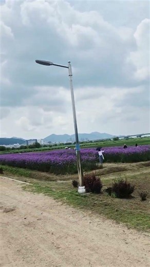 #6월 #부산 #대저생태공원 #P4주차장 #옆 #보라색 #버베나꽃