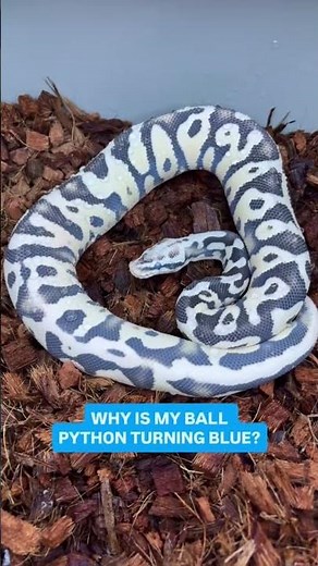 Why is my Ball Python Turning BLUE💙🐍