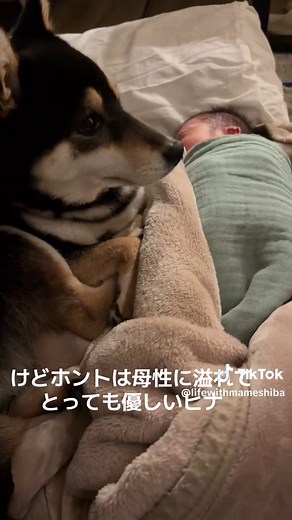豆柴の成長を見守る1ヶ月の物語
