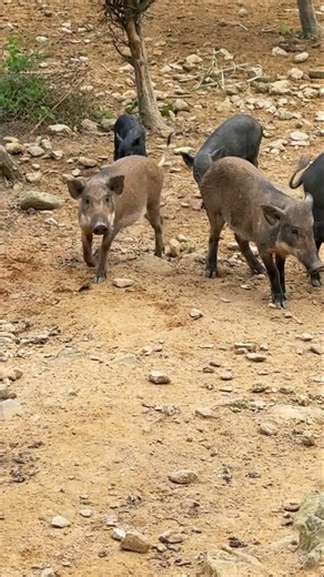 Run Wild Boar Little Wild Boar 🐗 #warthog #pig #boar #viral #animal #wildpig #wildboar #wildlife