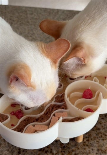Transitioning Cats to Slow Feeders for Healthier Eating