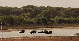 Herd Of Water Buffalo Bathing In Yala National Park, Sri Lanka