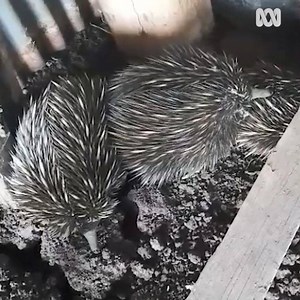 How do echidnas have sex? 🤔 Trina Patterson captured these little guys "getting passionately prickly" at her shed near Rolleston. 😂 Experts say they have group sex, one female and many males because females don't reproduce every year. 😮 Have you seen many around? | ABC Capricornia