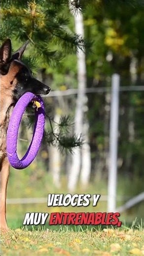 The Belgian Malinois' Attack Instinct in Action