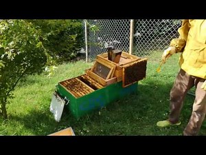 Apicoltura: formiamo un nuovo nucleo