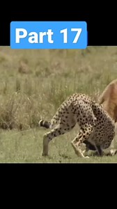 Clever antelope uses its horns to knock back the leopard to escape.😱😱😱😱 | Nature TV