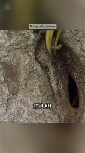 Why Does This Bird Seal Itself Inside a Tree?