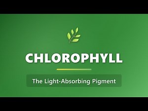 Chlorophyll: The Light-Absorbing Pigment | Photosynthesis Explained for Beginners