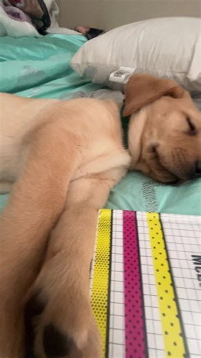 kyn_kyn🐆🤞✨ (@kyn_kyn48)’s videos with Beautiful Boy (Darling Boy) - Ultimate Mix - John Lennon